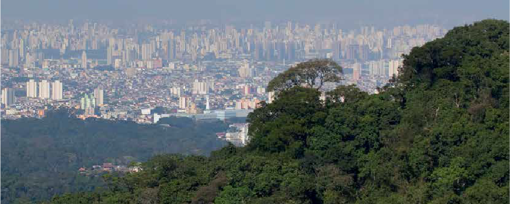 imagem de mata e ao fundo a cidade de São Paulo