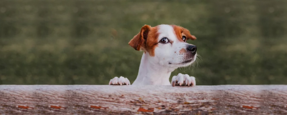 imagem de um cãozinho