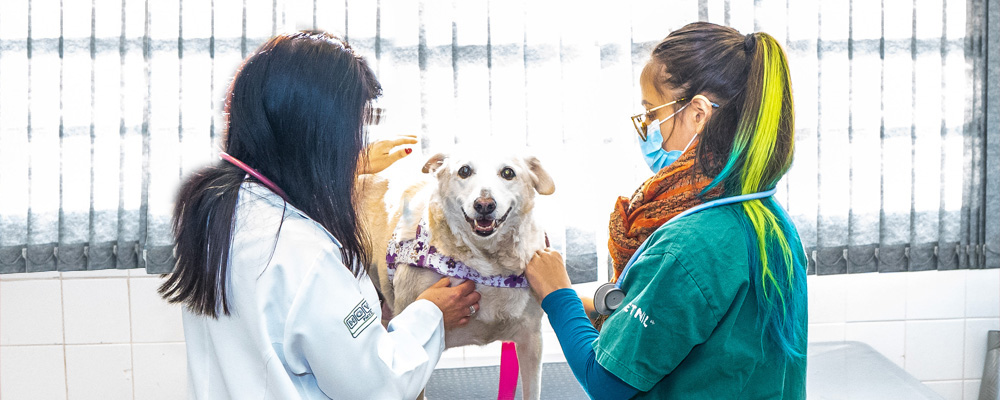 médicas cuida de cachorro em hospital veterinário_foto Secom