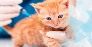 imagem de um gatinho