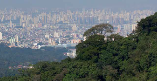 imagem de mata e ao fundo a cidade de São Paulo