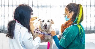 médicas cuida de cachorro em hospital veterinário_foto Secom