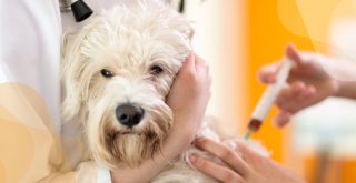 imagem de um cachorro branco recebendo vacina antirrábica